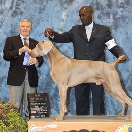 Rush - Weimaraner