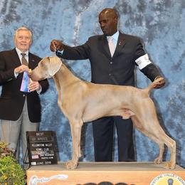 Rush - Weimaraner