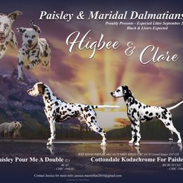 Dalmatian puppies from Paisley Dalmatians