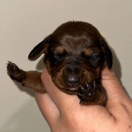 Tater tot - Red male Dachshund puppy in Crystal, Michigan from Mare-Bella Smoothcoat Edition