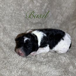 Basil - Parti male Poodle puppy in Albany, Oregon from Mount Zion Kennels
