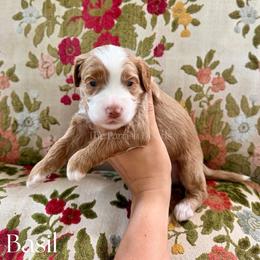 Basil - Red  male Goldendoodle puppy in Aubrey, Texas from The Parrish Doods