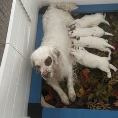 Clumber Spaniel Puppies from Briton Clumber Spaniels