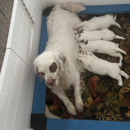 Clumber Spaniel Puppies from Briton Clumber Spaniels