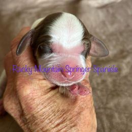 5 - Red and white female English Springer Spaniel puppy in Cheyenne, Wyoming from Rocky Mountain Springer Spaniels