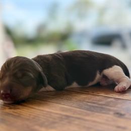 Girl 1 - Piebald female Dachshund puppy in London, Kentucky from Steele Half Acre Homestead