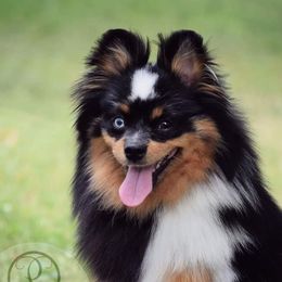 Majesty - Pomeranian