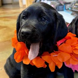Orange 🍊 - Black Labrador Retriever puppy in Meeker, Oklahoma from APEX Sport Dogs