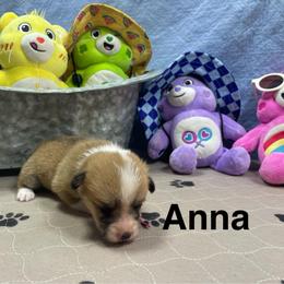 Anna - Red female Pembroke Welsh Corgi puppy in Apison, Tennessee from Ashmore Corgis