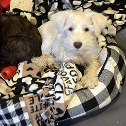 Miniature Schnauzer Puppies from Hume Family Mini Schnauzers