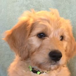 Goldendoodle Puppies from CharLia's Holistic English Cream Golden Retrievers & Doodles