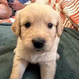 Mr. White - Golden male Golden Retriever puppy in Vesuvius, Virginia from South River Retriever's