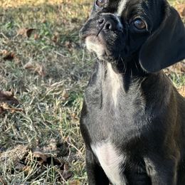 Diva - Black female Pug puppy in Indian Trail, North Carolina from Love Pugs