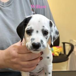 Willow - White and black female Dalmatian puppy in New Jersey from Prestige Dalmatians