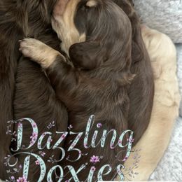 Dachshund and French Bulldog Puppies from Dazzling Frenchies and Doxies