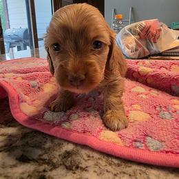 Cream girl - Cream female Dachshund puppy in West Plains, Missouri from Spring Creek Dachshunds