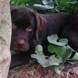 Labrador Retriever Puppies from Lorlyn Labradors