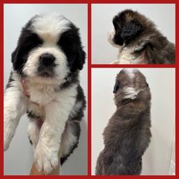 Red - Mahogany and white male Saint Bernard puppy in Ladysmith, Wisconsin from Northwoods Saint Bernards
