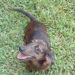 Pepper - Dachshund