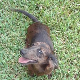 Pepper - Dachshund