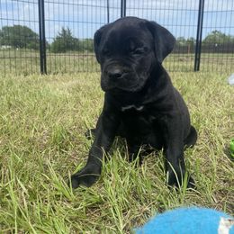 Cane Corso Puppies from Gladiator Acres