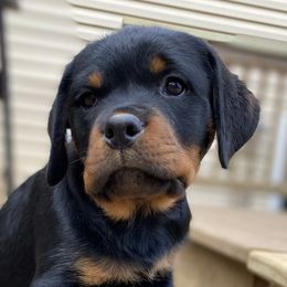 Kensley - Black and mahogany Rottweiler puppy in Linthicum, Maryland from Of The Saints Kennels