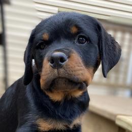 Kensley - Black and mahogany Rottweiler puppy in Linthicum, Maryland from Of The Saints Kennels