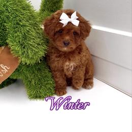 Winter - Red  female Goldendoodle puppy in Buford, Georgia from Petite Posh Puppies
