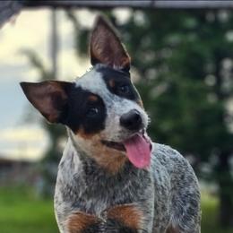 Australian Cattle Dog Puppies from TLC Cattle dogs