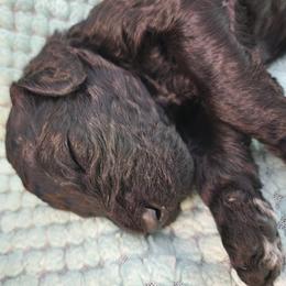 Licorice - Black male Poodle puppy in Clayton, Washington from Short Legs & Curly Wags LLC