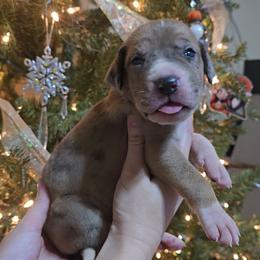 Shock - Merle female Great Dane puppy in Caldwell, Idaho from Miner's Dynamic Danes
