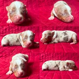 Red Merle male - Red merle male Toy Australian Shepherd puppy in Brooker, Florida from Honey, I Shrunk the Aussies