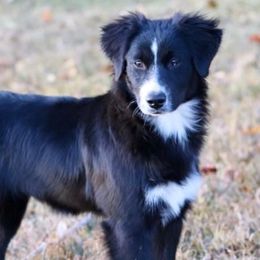 Girl 3 - Miniature Australian Shepherd puppy in Florida from J7 Miniature Australian Shepherds