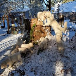 Golden Retriever Puppies from Hoekema Homestead Goldens