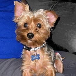 Daisy - Yorkshire Terrier