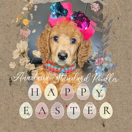 Anastasia - Red  Poodle puppy in Oceanside, New York from Anastasia STANDARD Poodles three four seven seven five four two three four five