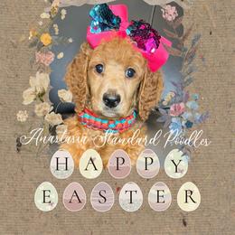 Anastasia - Red  Poodle puppy in Oceanside, New York from Anastasia STANDARD Poodles three four seven seven five four two three four five