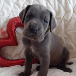 Nova - Great Dane