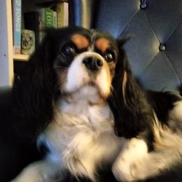 Cavalier King Charles Spaniel All Grown Up from Daryl's Cavalier King Charles Spaniels