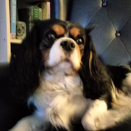 Cavalier King Charles Spaniel All Grown Up from Daryl's Cavalier King Charles Spaniels