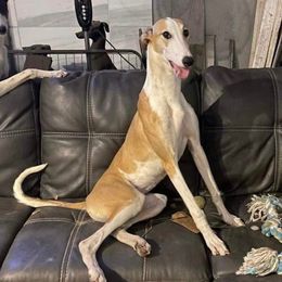 Ripley - Greyhound