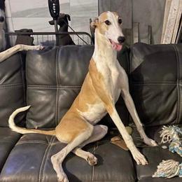 Ripley - Greyhound