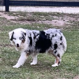 Moree - Australian Shepherd