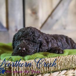 Poodle Puppies from Northern creek standard poodles