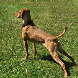 Maverick - Vizsla