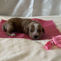 Pink Collar Female - Red  female Goldendoodle puppy in Bradenton, Florida from Suncoast Goldendoodles
