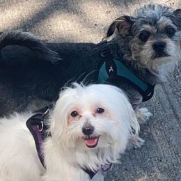 Morkies from Glenwood Project