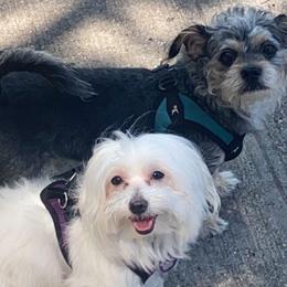 Morkies from Glenwood Project