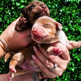 Dachshund puppies from Slinky Doxie 305