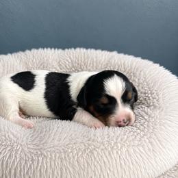 Banks - Piebald male Dachshund puppy in Lakeland, Florida from Queens of the South
